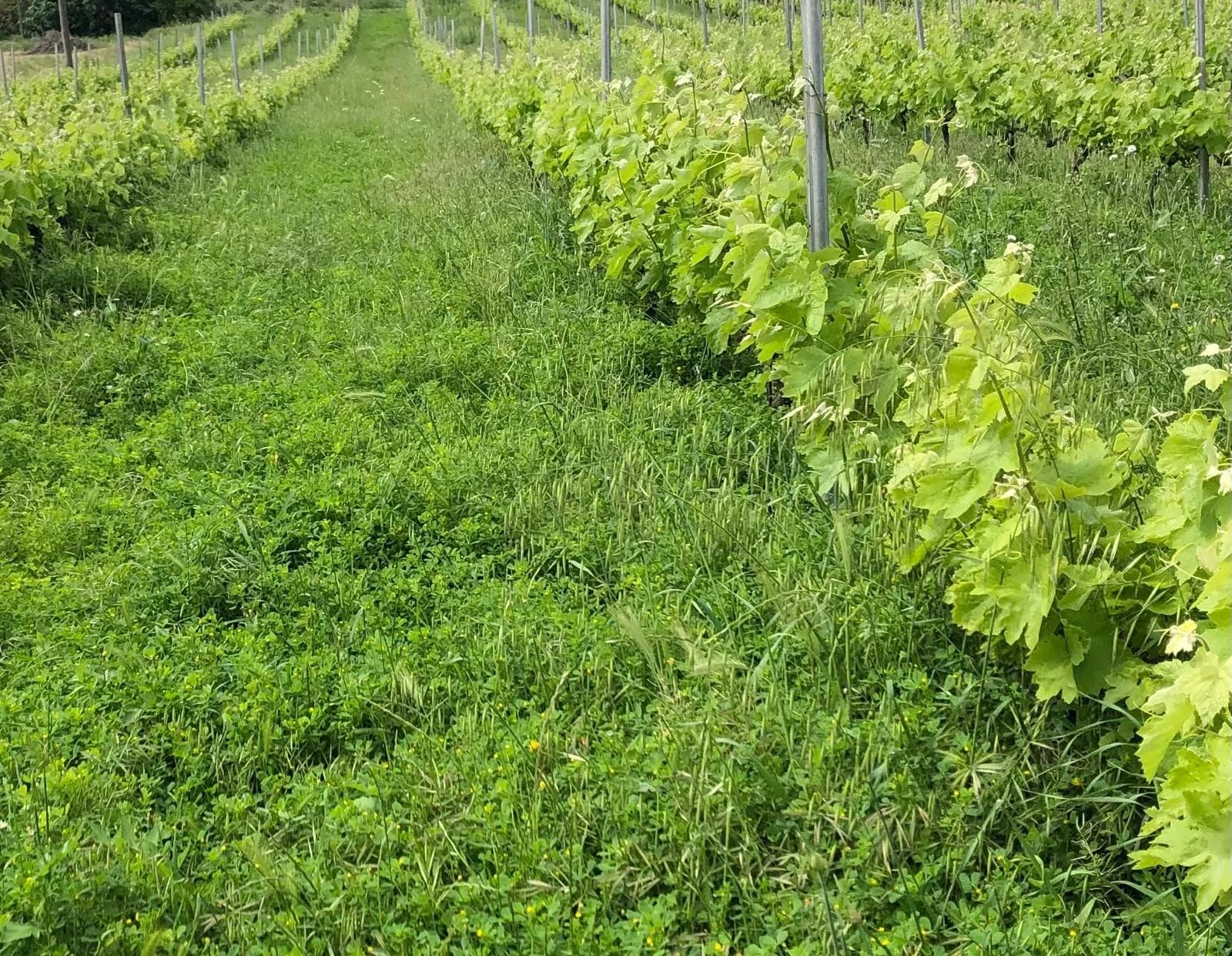 Taller de primavera, la Floració de la vinya