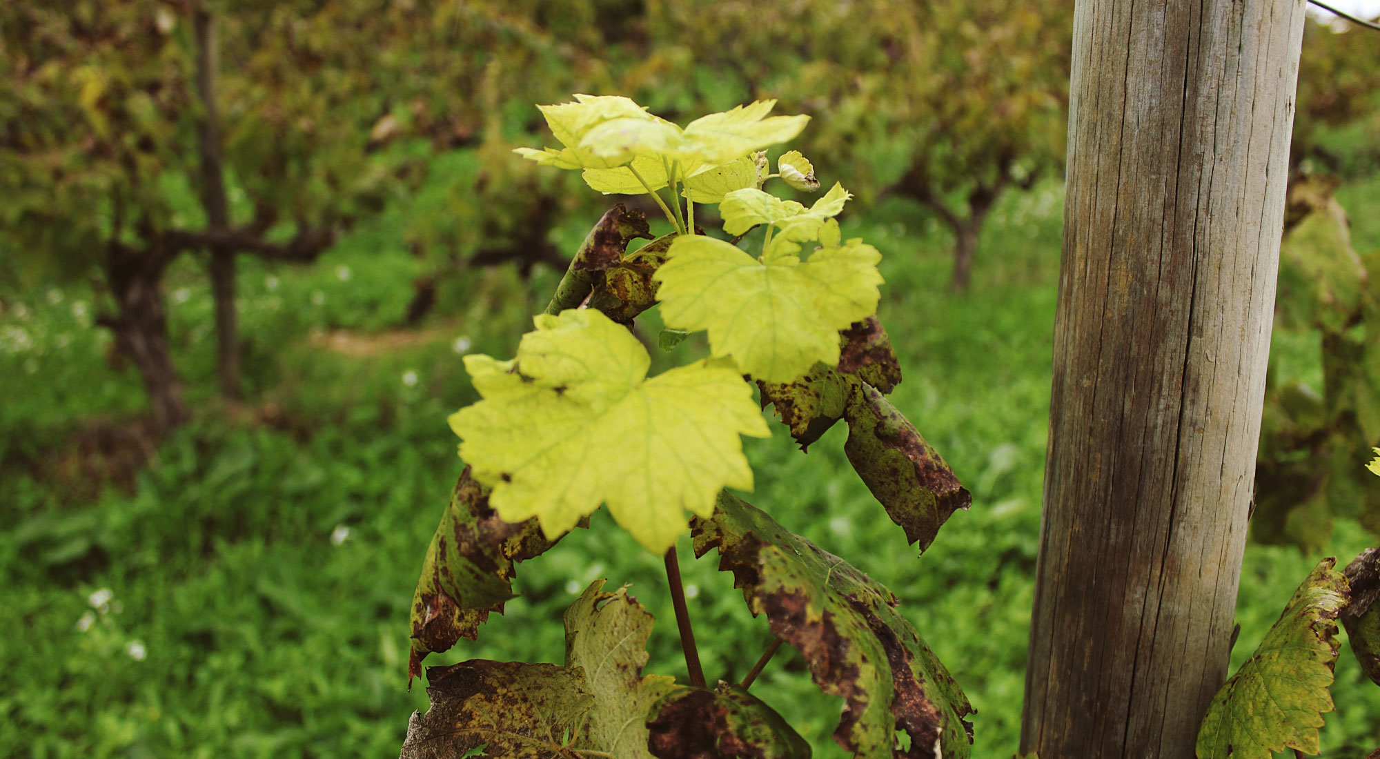 Pàmpol de cep Cal Tiques